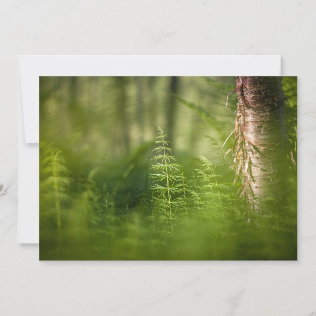 Green Horsetail Photo Card (Front)