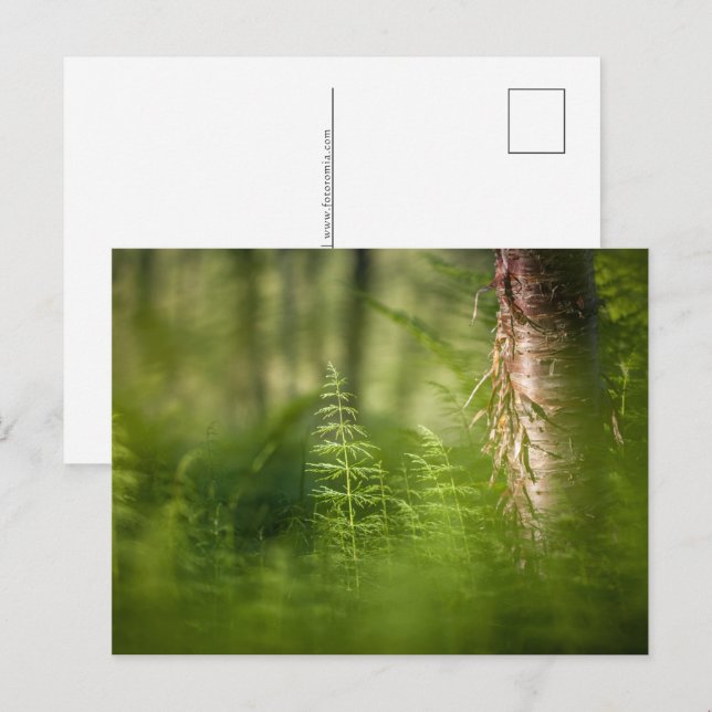 Green Horsetail Photo Holiday Postcard (Front/Back)