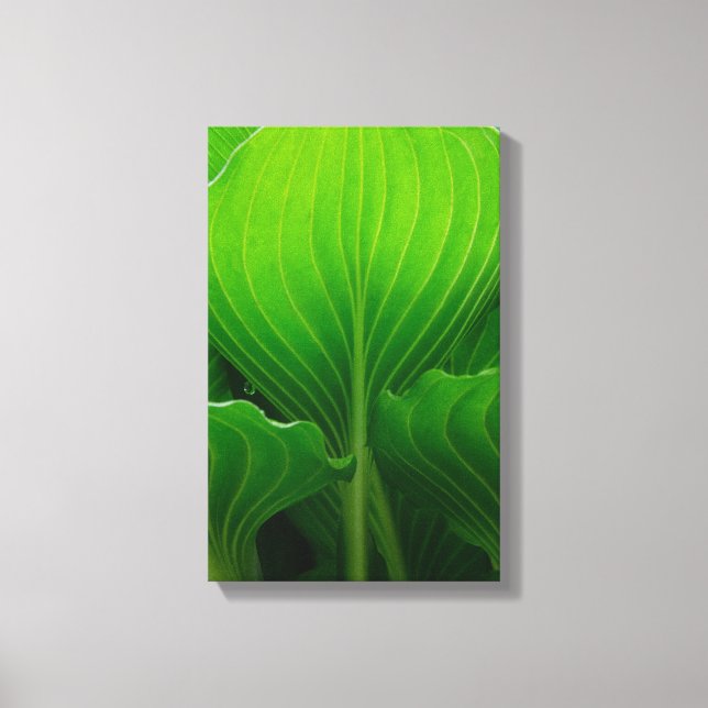 Green Hosta Leaves Canvas Print (Front)