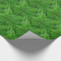 Green Hosta Leaves with Raindrops Wrapping Paper