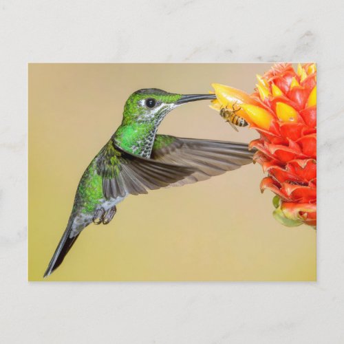 Green Hummingbird  Bee Postcard