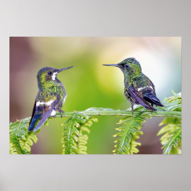 Green Hummingbird Couple on a Leaf Poster (Front)