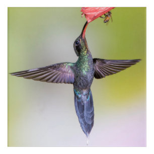 Green Hummingbird Feeding & a Bee Acrylic Print
