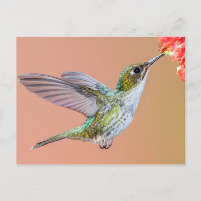 Green Hummingbird Feeding on an Orange Flower Postcard (Front)