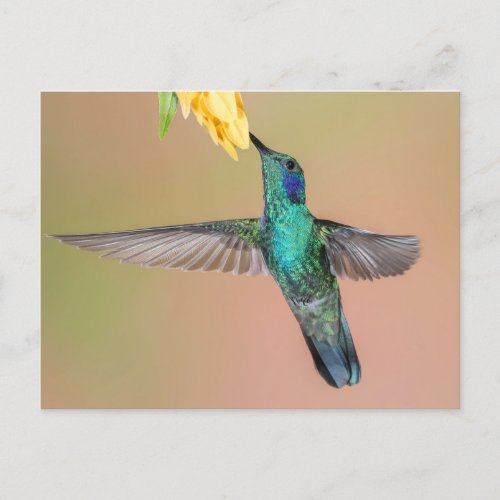 Green Hummingbird Flying to a Yellow Flower Postcard