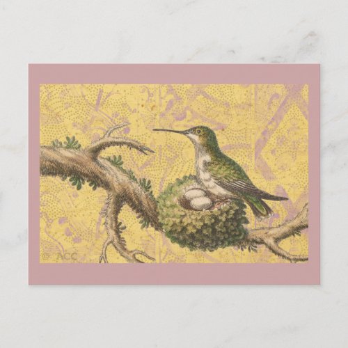 Green Hummingbird Nest Eggs Branch Postcard