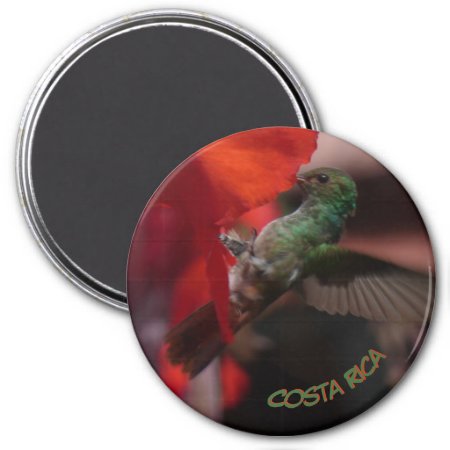 Green Hummingbird On Orange Flower Cust. Magnet