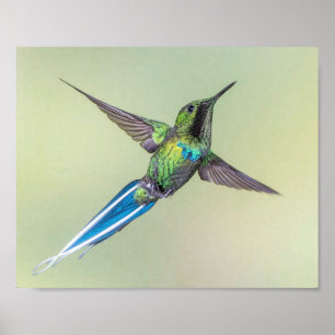 Green Hummingbird with Long Blue Tail Feathers Poster