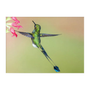 Green Hummingbird with Long Tail Feathers Acrylic Print