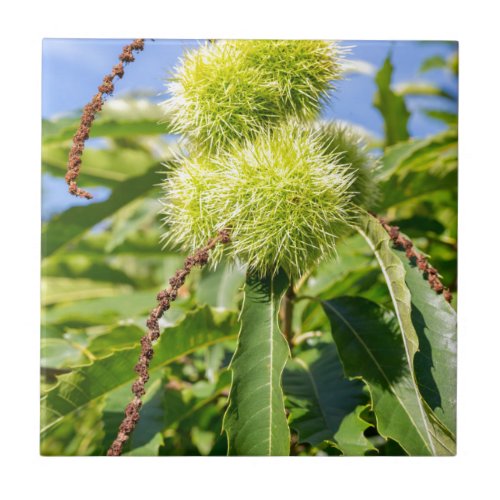 Green husks and leaves of sweet chestnut tree ceramic tile