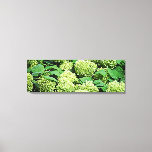 Green hydrangea canvas print (Front)