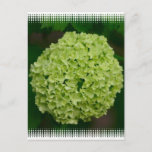 Green Hydrangea Postcard