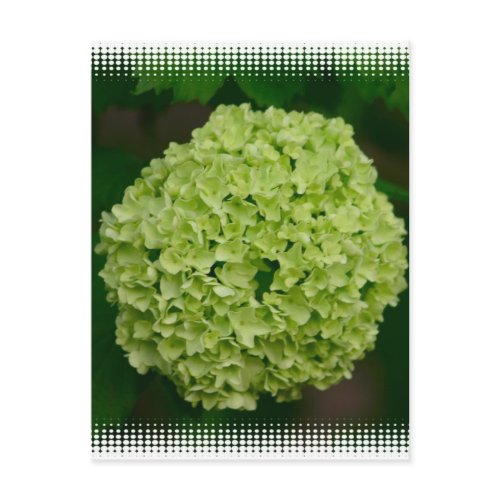 Green Hydrangea Postcard