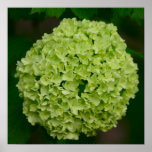 Green Hydrangea Poster