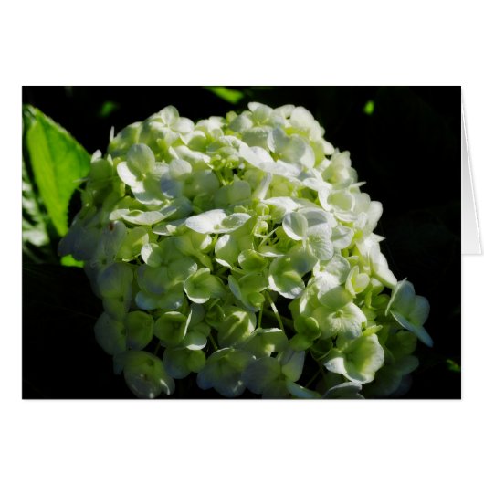 Green Hydrangeas Flowers Cards (Front Horizontal)