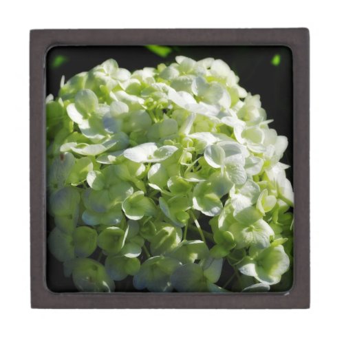 Green Hydrangeas Flowers Gift Box