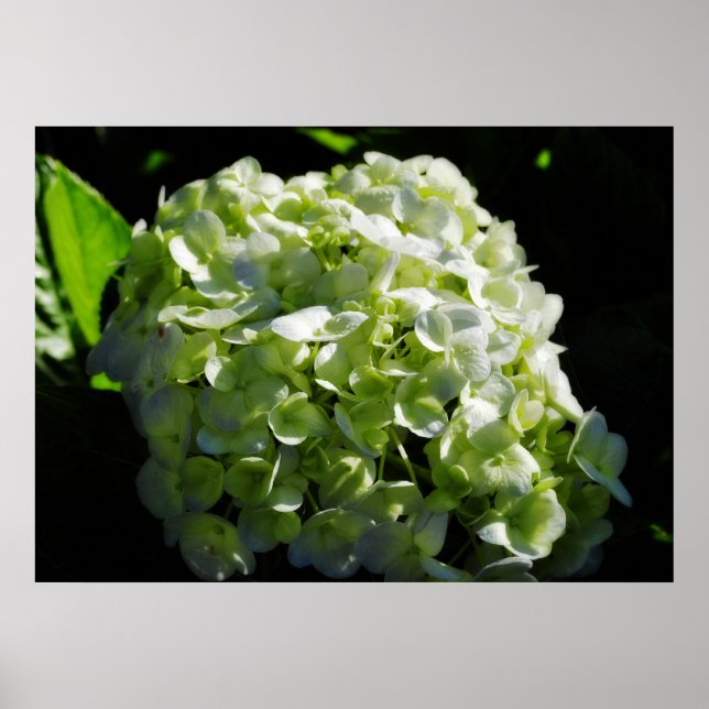 Green Hydrangeas Flowers Poster (Front)