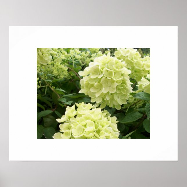 Green Hydrangeas Poster (Front)