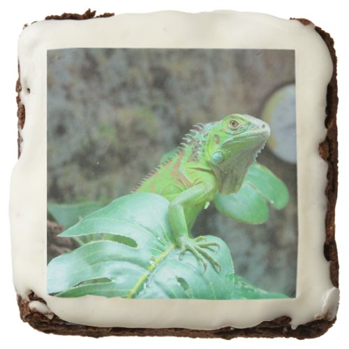 Green iguana  brownie