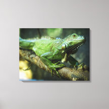 Green Iguana
