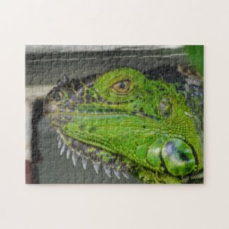 Green Iguana Close-up Photographic