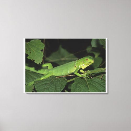 Green Iguana Iguana iguana Common Iguanas Canvas Print