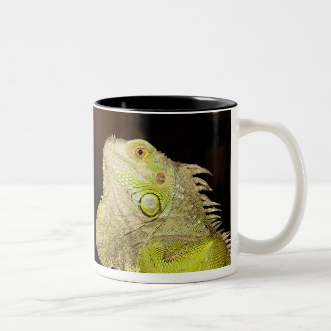 Green Iguana(Iguana Iguana) Two-Tone Coffee Mug (Right)