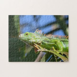Green Iguana in a Palm Tree Photographic