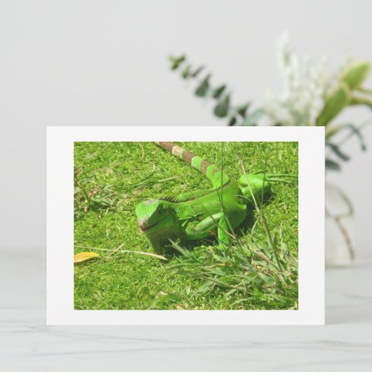 Green Iguana in Grass (Standing Front)