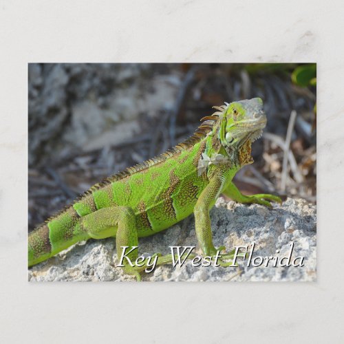 Green iguana in Key West Florida Postcard
