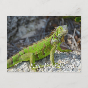 Green iguana in Key West Florida Postcard