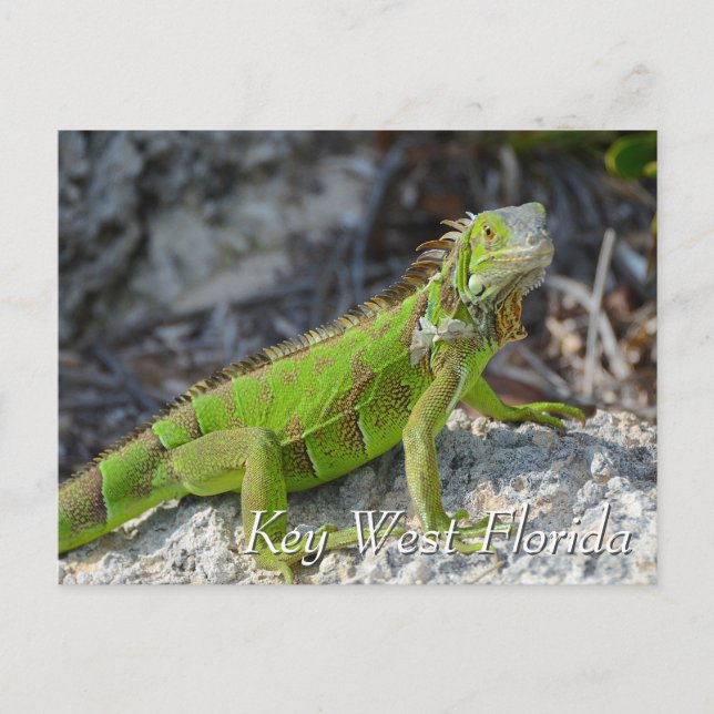Green iguana in Key West Florida Postcard (Front)