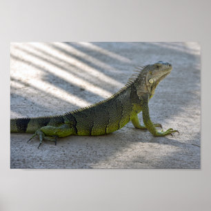 Green Iguana in the Shade of a Palm Tree Poster