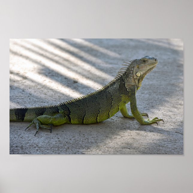 Green Iguana in the Shade of a Palm Tree Poster (Front)