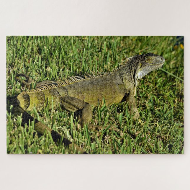 Green Iguana Lizard in Grass Jigsaw Puzzle (Horizontal)