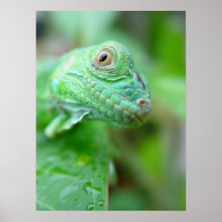 Green Iguana Lizard Reptile On Leaf Poster