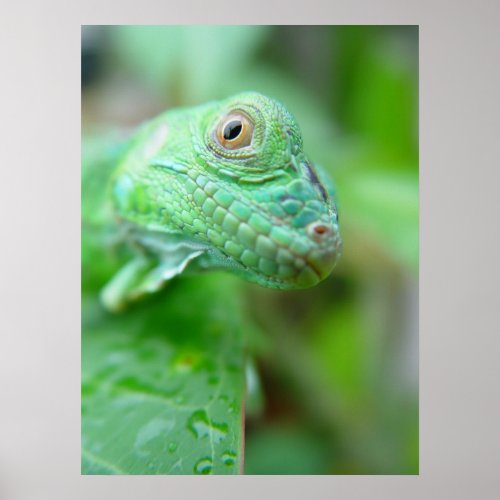 Green Iguana Lizard Reptile On Leaf Poster