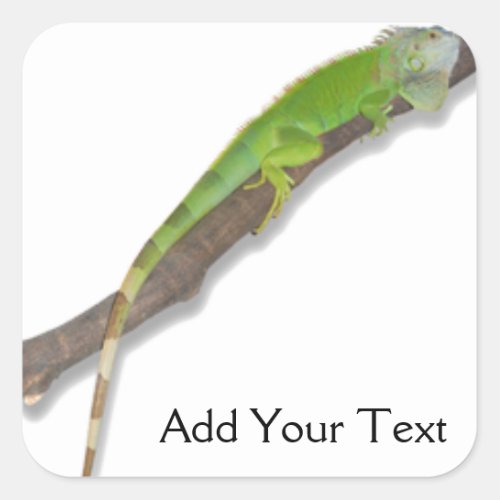 Green Iguana on White Sticker