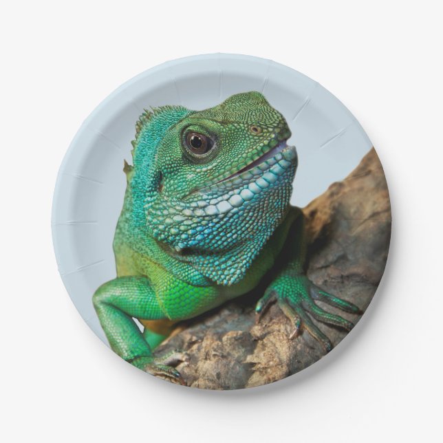 Green iguana paper plates (Front)