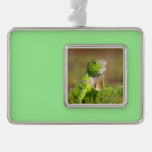 Green Iguana Portrait Reptile Photography Christmas Ornament