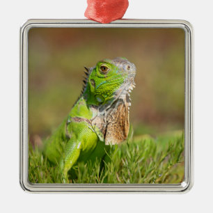Green Iguana Portrait Reptile Photography Metal Ornament