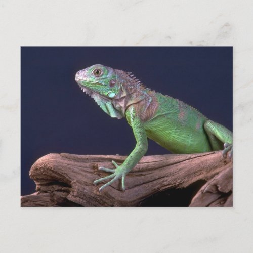 Green iguana postcard