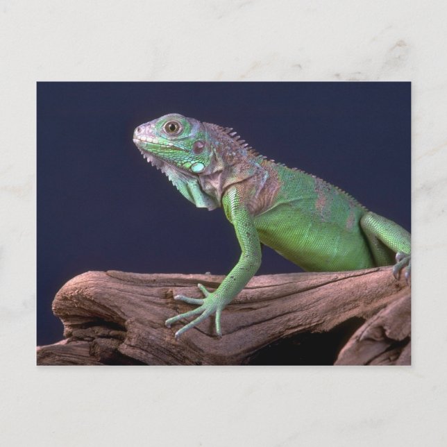 Green iguana postcard (Front)