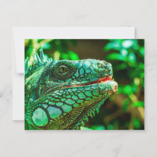 Green Iguana Postcard