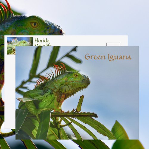 Green Iguana Reptile in the Wild Photographic Postcard