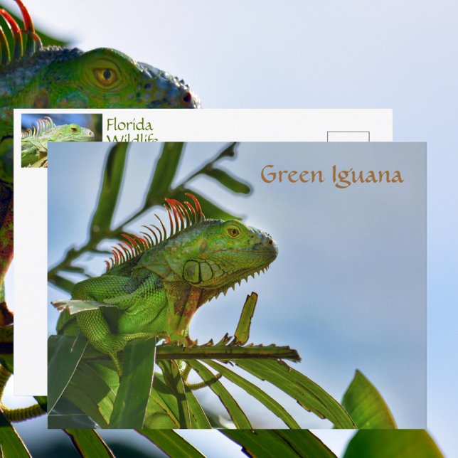 Green Iguana Reptile in the Wild Photographic Postcard (Creator Uploaded)