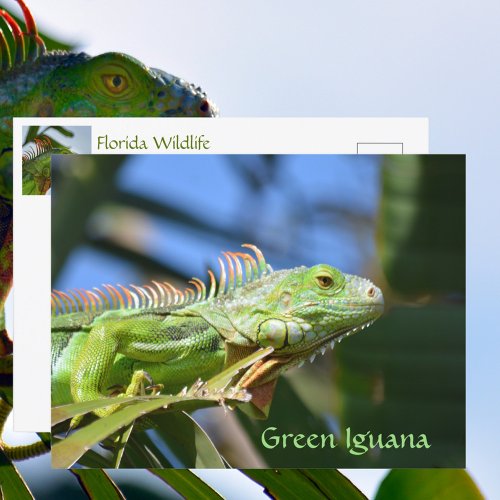 Green Iguana Reptile Wildlife Photographic Postcard