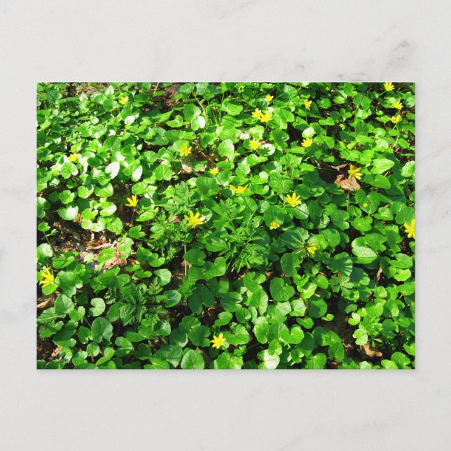 green is beautiful postcard (Front)