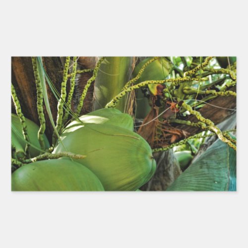 Green Island Coconuts Palm Tree Rectangular Sticker