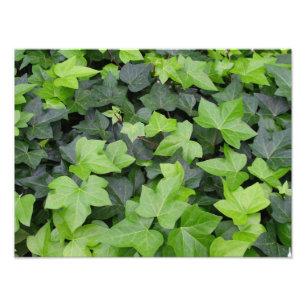 Green Ivy Botanical Print